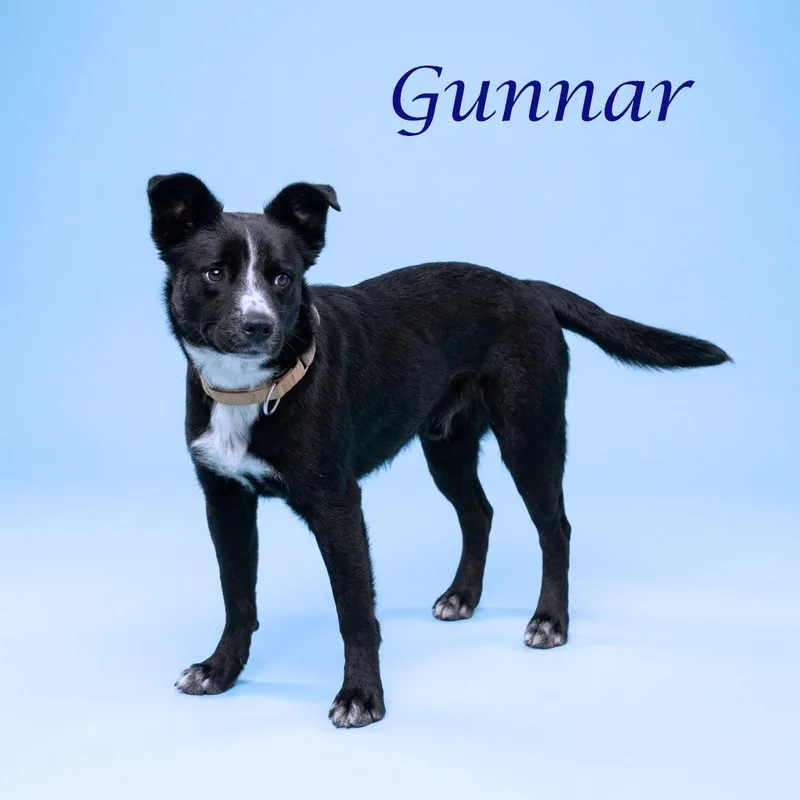 Gunnar D thumbnail 5