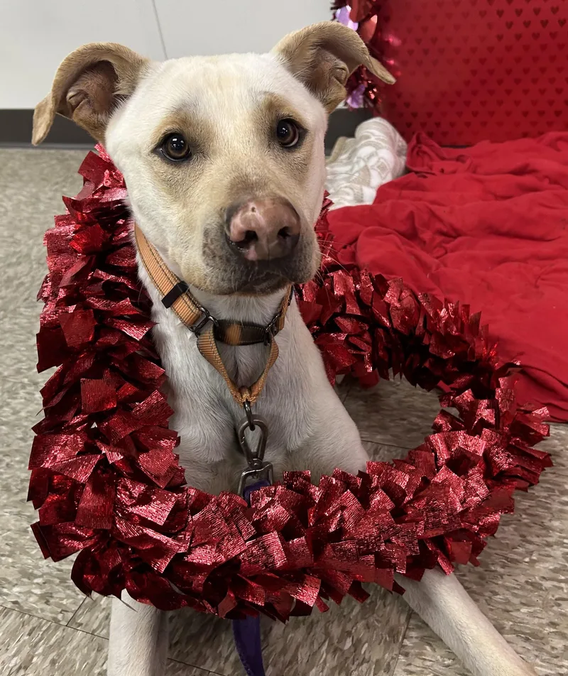 Arnold Schwarzenegger