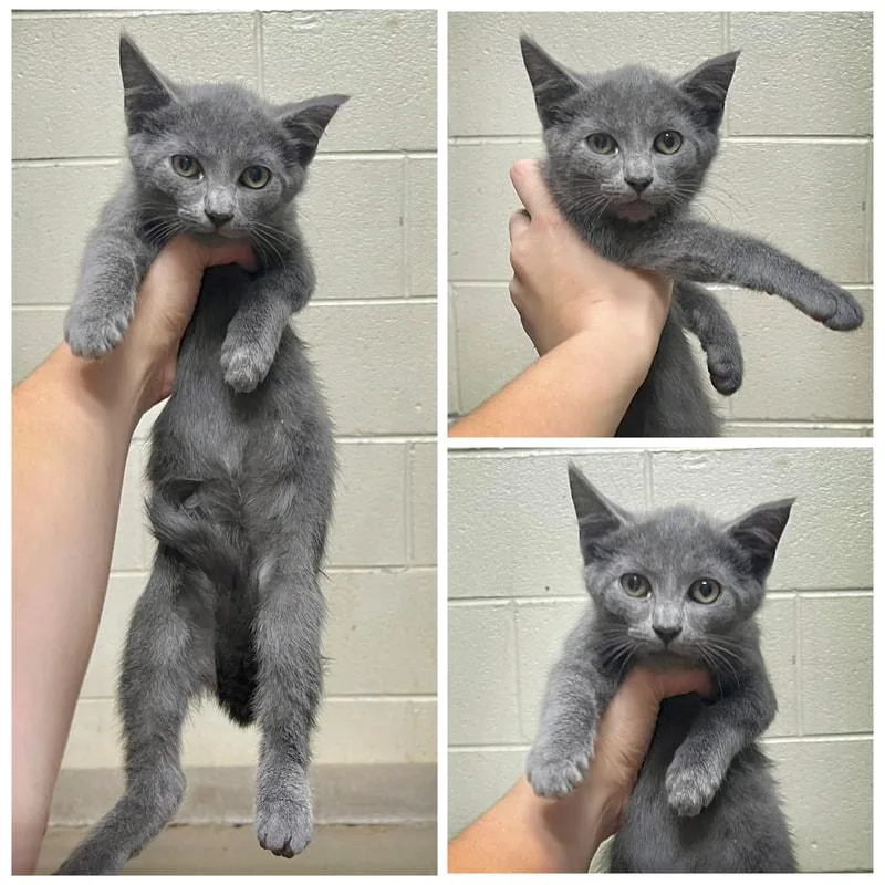 A young medium-sized male Domestic Short Hair cat named Valentino for adoption in Dublin, VA