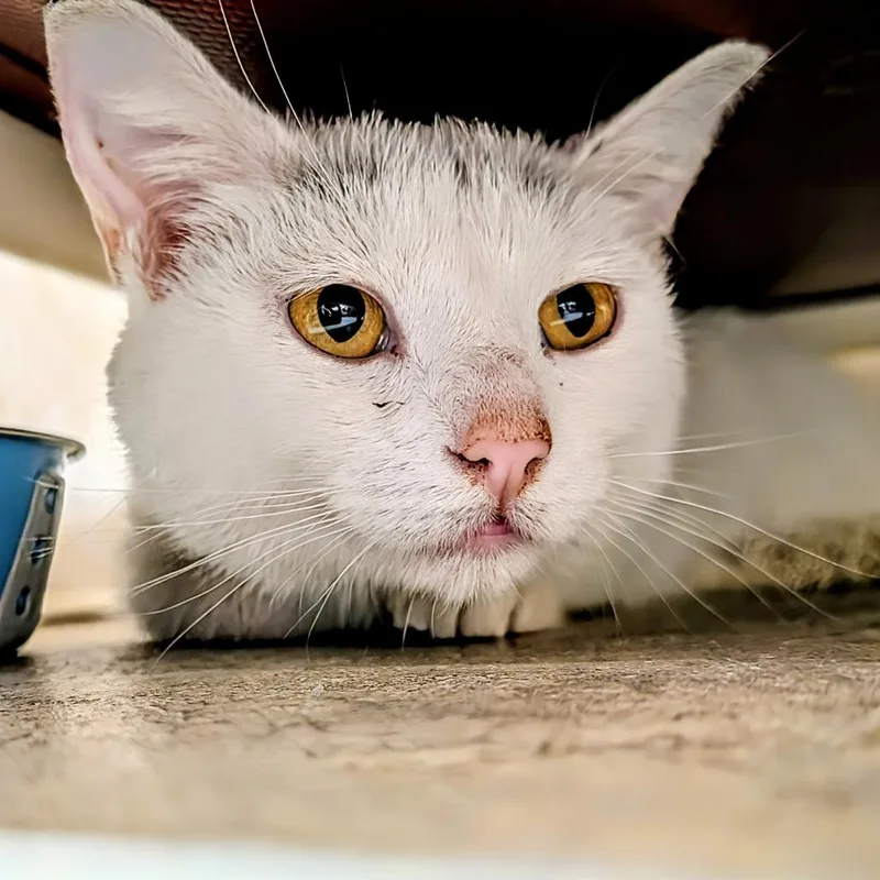Nala