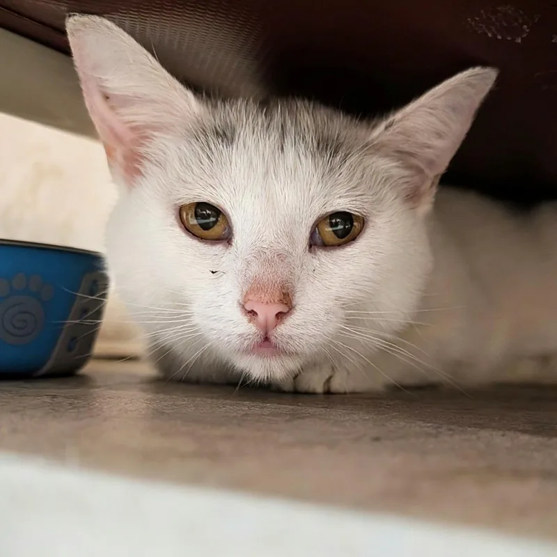 Nala thumbnail 2