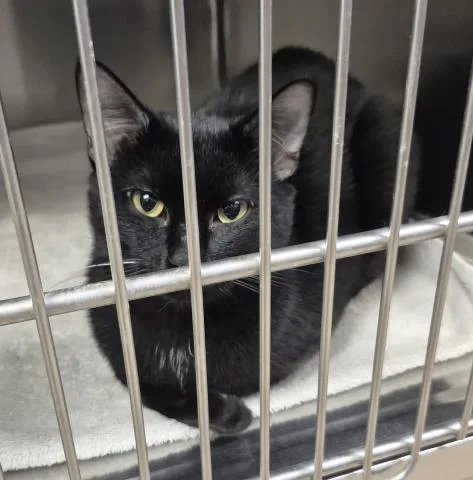 A young medium-sized male Domestic Short Hair cat named Pyotr for adoption in Decatur, IL