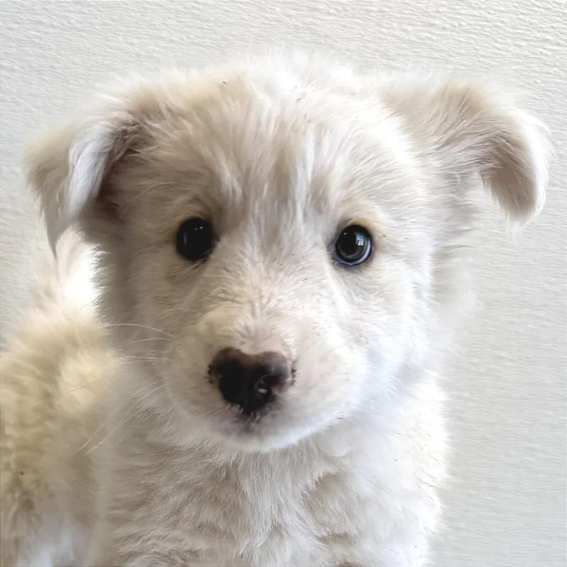 A baby small-sized male White / Cream Mixed Breed dog named Firefly for adoption in Las Cruces, NM