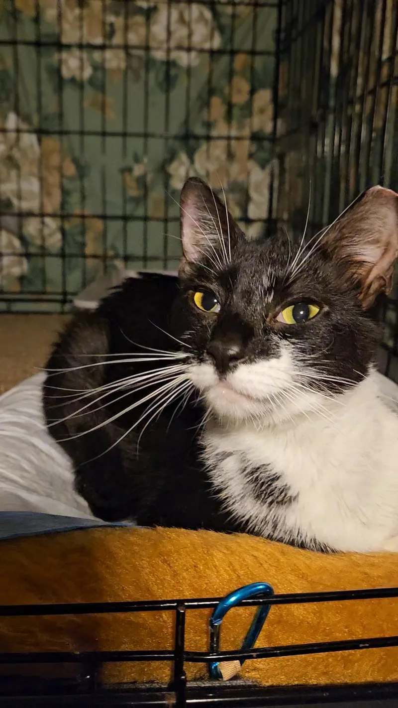 A young medium-sized female Black & White / Tuxedo American Shorthair cat named Charisma N.  Sweetest for adoption in New York, NY