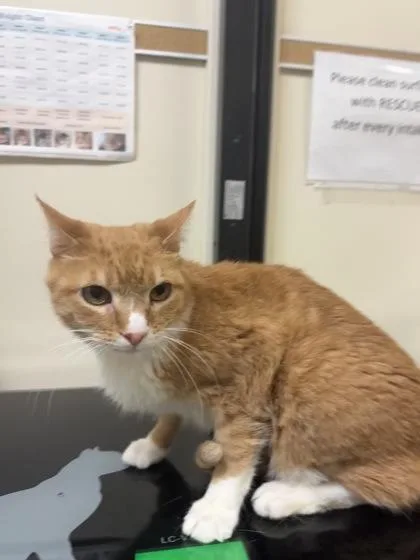 A senior medium-sized male Domestic Short Hair cat named Sammy for adoption in West Chester, PA