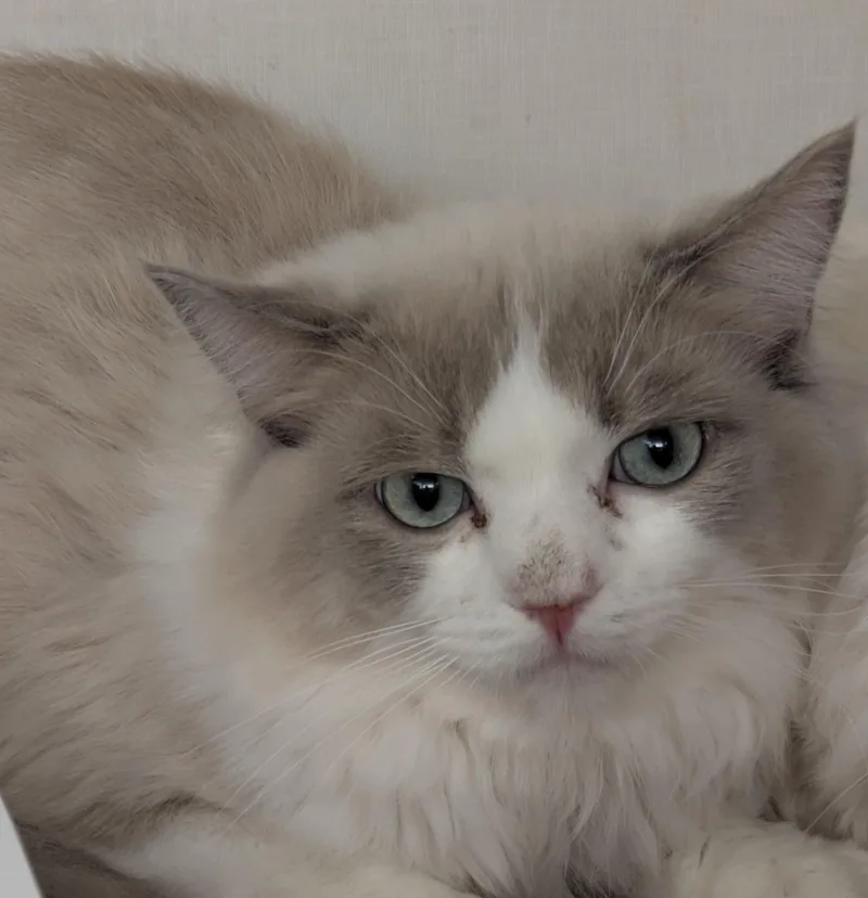 An adult medium-sized female Ragdoll cat named Jade for adoption in Philadelphia, PA
