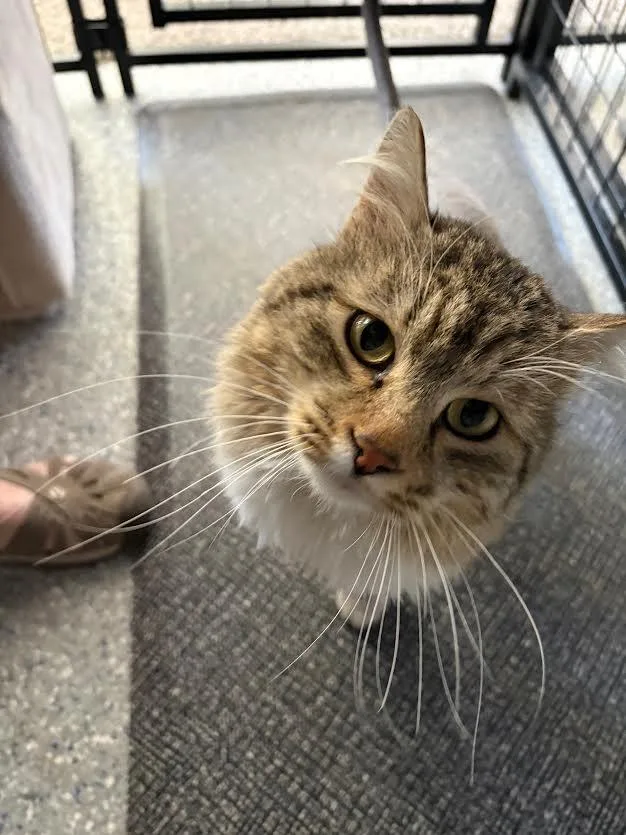 An adult medium-sized male Tabby (Brown / Chocolate) Domestic Long Hair cat named Freddie for adoption in Carson City, NV