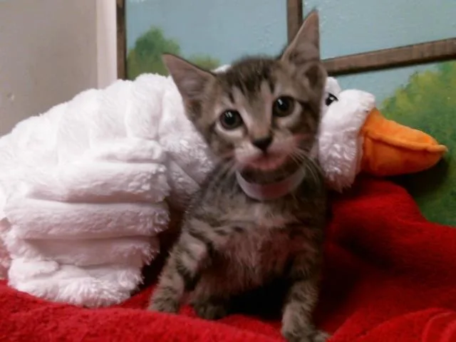 A baby small-sized female Domestic Short Hair cat named Katia for adoption in Houston, TX