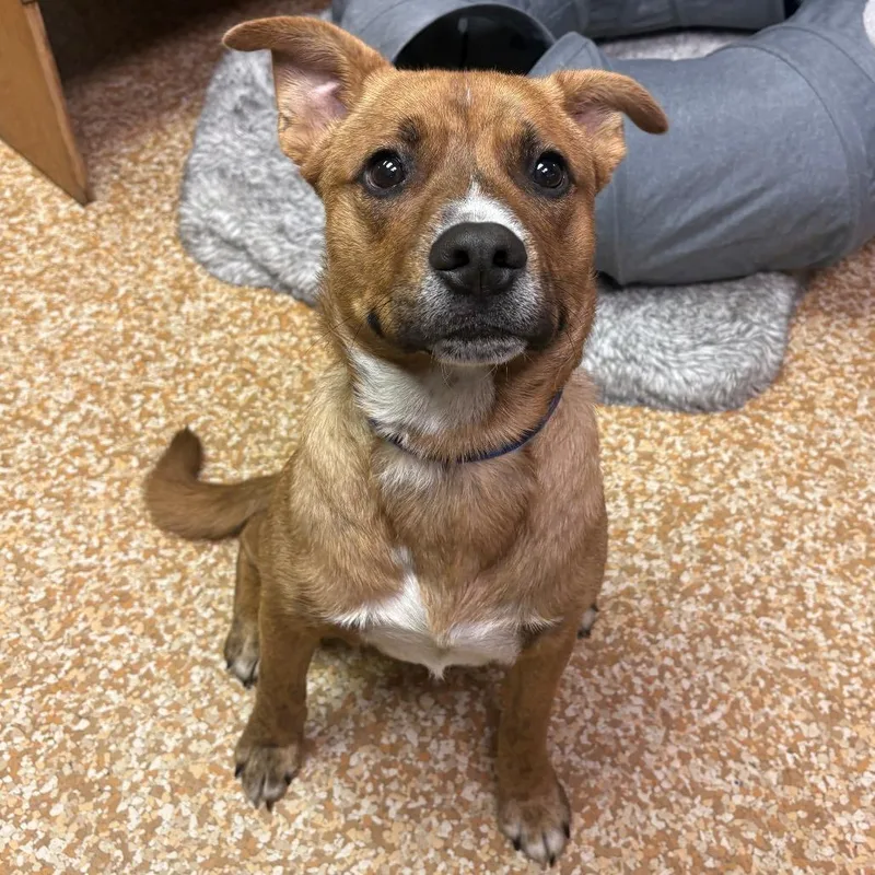 A young medium-sized male Brown / Chocolate American Staffordshire Terrier dog named Ruger for adoption in Chehalis, WA