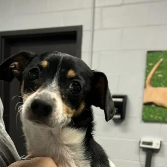 An adult small-sized female White / Cream Mixed Breed dog named Cookie for adoption in Naples, FL