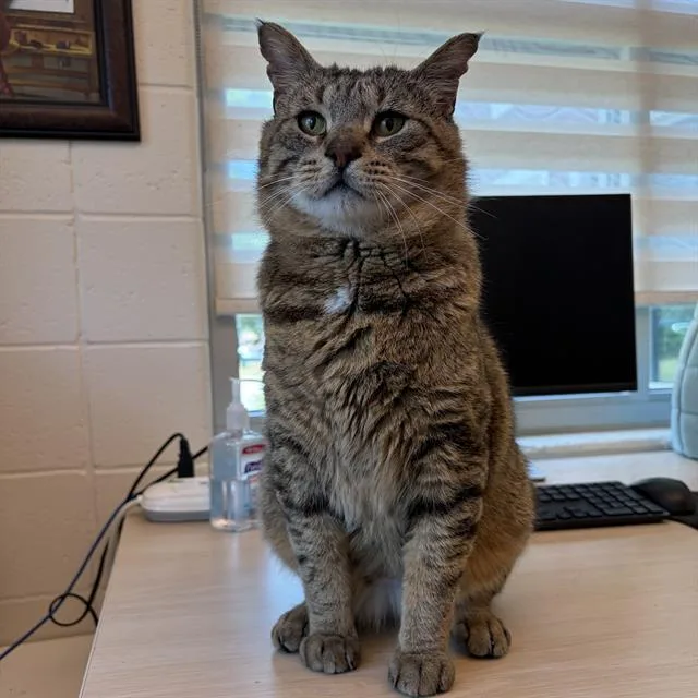An adult small-sized male Domestic Short Hair cat named Blizzard Lizard Fiv+ for adoption in Centerville, MA