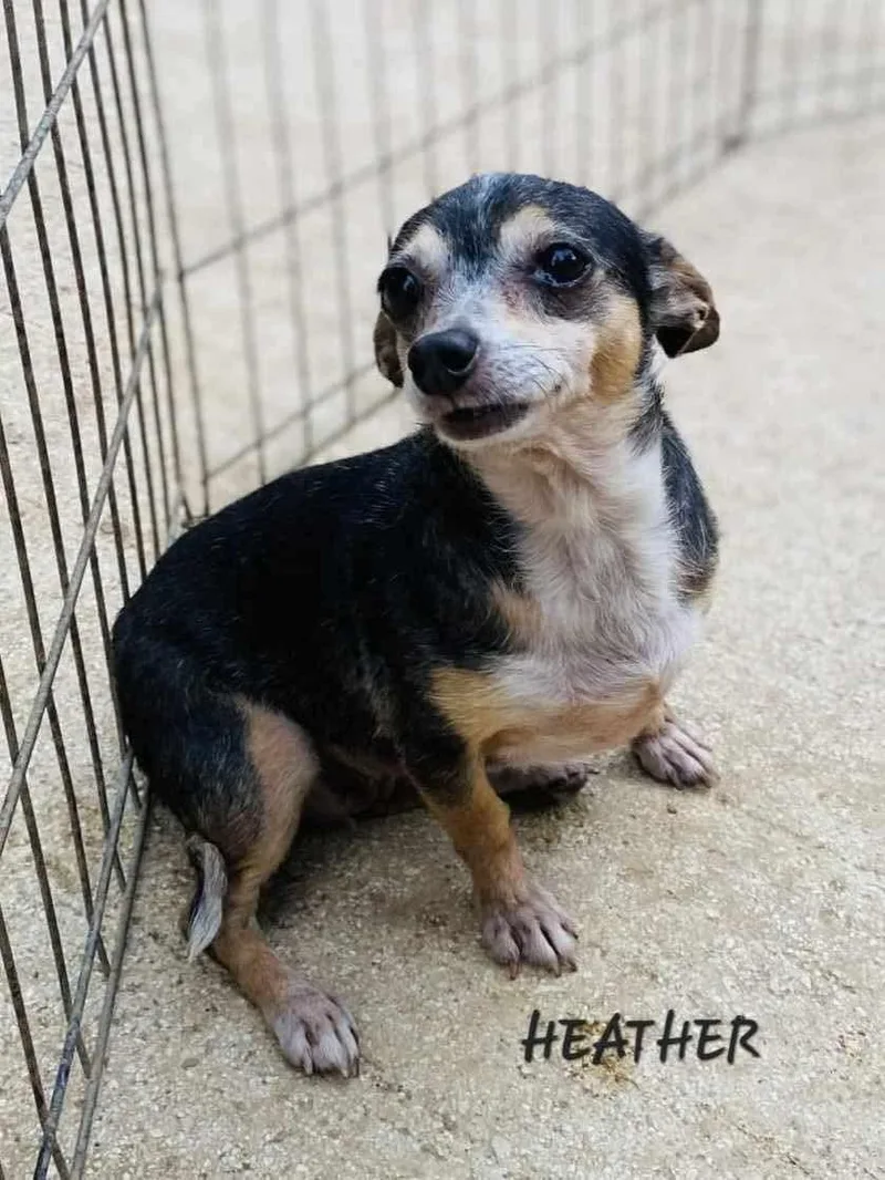 A senior small-sized female Chihuahua dog named Heather for adoption in Milford, NH