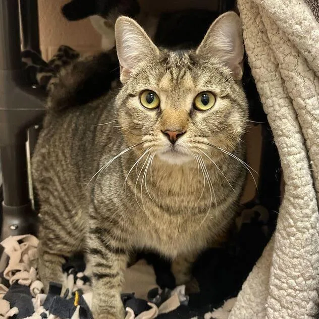 A young large-sized male Brown / Chocolate Domestic Short Hair cat named Smokey for adoption in Owosso, MI