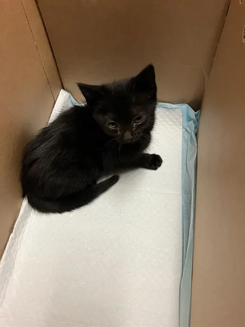 A baby small-sized female Domestic Medium Hair cat named Grumpy Gillian for adoption in Long Beach, CA