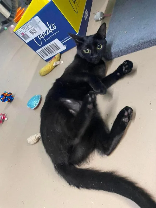 A young medium-sized female Black Domestic Short Hair cat named Fiji for adoption in Gonic, NH