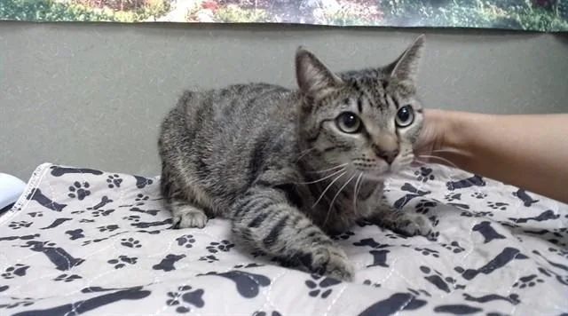 An adult small-sized female Domestic Short Hair cat named Tabitha for adoption in Moreno Valley, CA