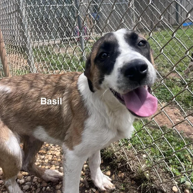 A young medium-sized female Mixed Breed dog named Basil for adoption in Alexandria, VA