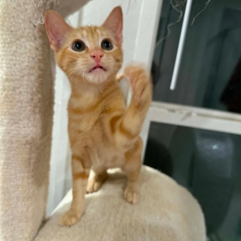 A baby small-sized male Orange / Red American Shorthair cat named Garfield for adoption in Newcastle, OK
