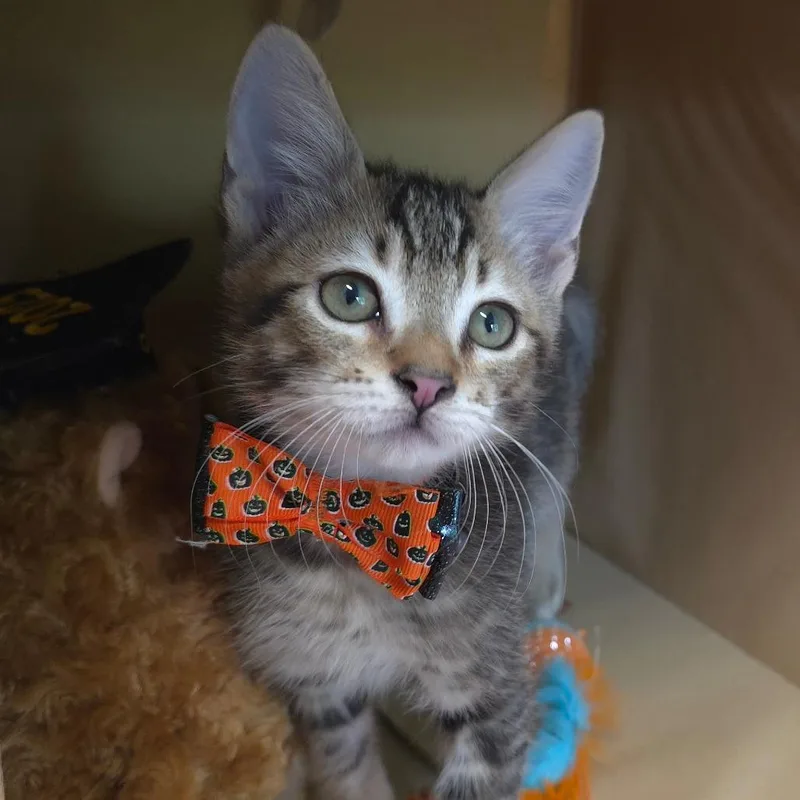 A baby medium-sized male Domestic Short Hair cat named Tyga for adoption in Wiggins, MS
