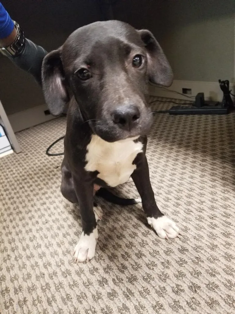 A baby small-sized female Mixed Breed dog named Sally Mae for adoption in Effingham, SC
