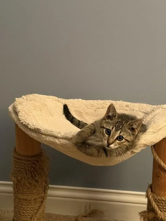 A baby small-sized male Tabby (Brown / Chocolate) Domestic Short Hair cat named Gilbert for adoption in Indianapolis, IN