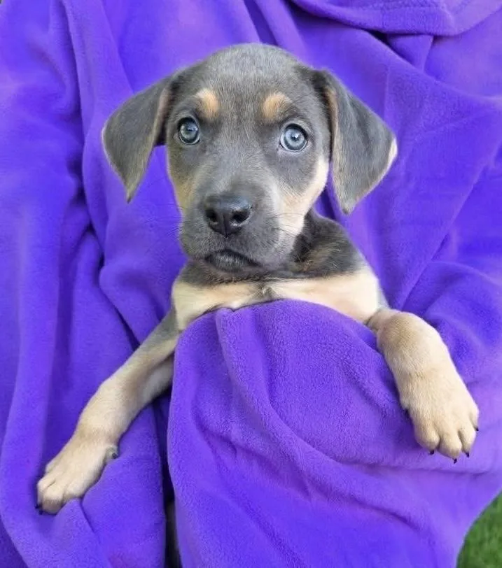 A baby medium-sized female Gray / Blue / Silver Mixed Breed dog named Penny for adoption in Orland Park, IL