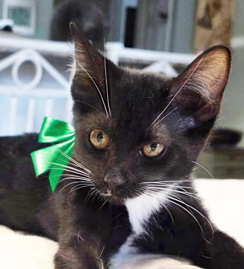A baby medium-sized female Tuxedo cat named Precious for adoption in Magnolia Springs, AL