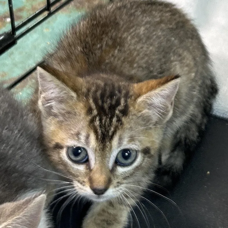 A baby small-sized female Brown / Chocolate Domestic Short Hair cat named Valarie for adoption in Leander, TX