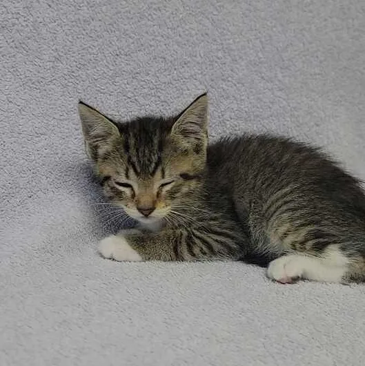 A baby medium-sized female Tabby (Brown / Chocolate) Domestic Short Hair cat named Dk Jungle for adoption in Valdosta, GA
