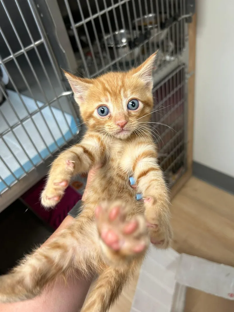 A baby medium-sized male Tabby (Orange / Red) Domestic Short Hair cat named Chicken Pot Pie for adoption in Santa Clara, CA