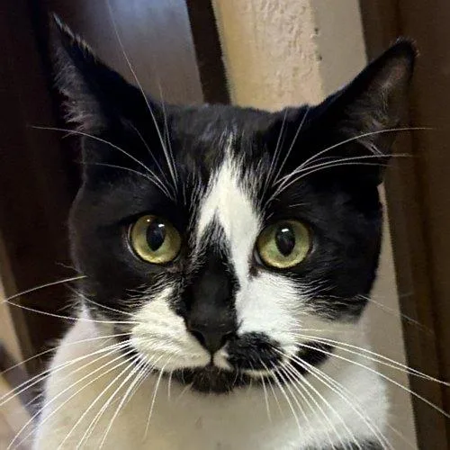 A young medium-sized male Black & White / Tuxedo Domestic Short Hair cat named Picasso for adoption in Sequim, WA
