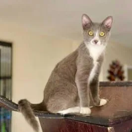 An adult small-sized male Gray / Blue / Silver Domestic Short Hair cat named Stormy for adoption in Los Angeles, CA