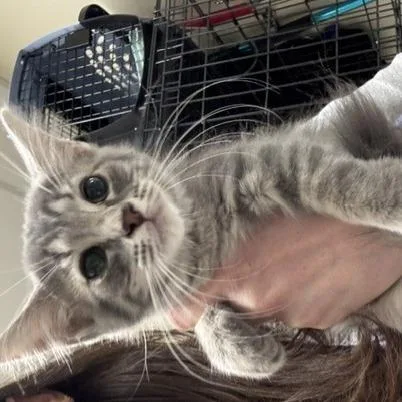 A baby small-sized female Gray / Blue / Silver Domestic Short Hair cat named Chicken Parm for adoption in Novelty, OH