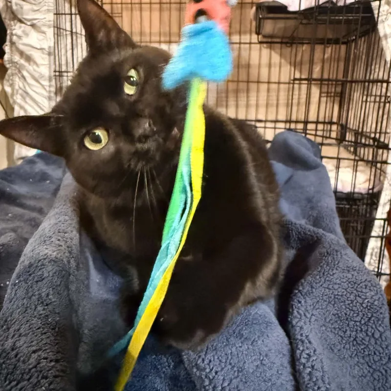 An adult large-sized female Black Domestic Short Hair cat named Abyss for adoption in Royal Oak, MI