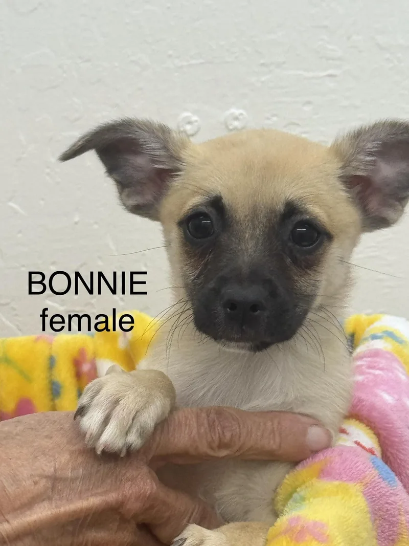 A baby small-sized female Yellow / Tan / Blond / Fawn Chihuahua dog named Bonnie for adoption in Sonora, CA