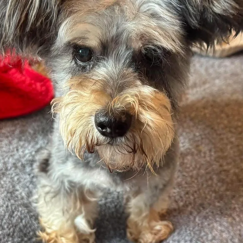 A senior small-sized female Gray / Blue / Silver Miniature Schnauzer dog named Fluffy for adoption in Baton Rouge, LA