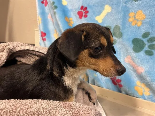 A young small-sized female Chihuahua dog named A for adoption in Modesto, CA