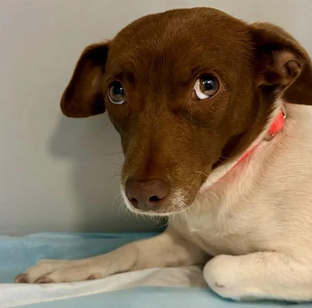 A young small-sized female Chihuahua dog named Missy for adoption in San Luis Obispo, CA