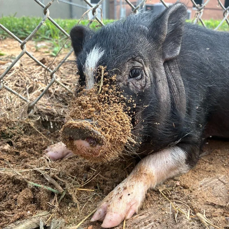 Albert Einswine