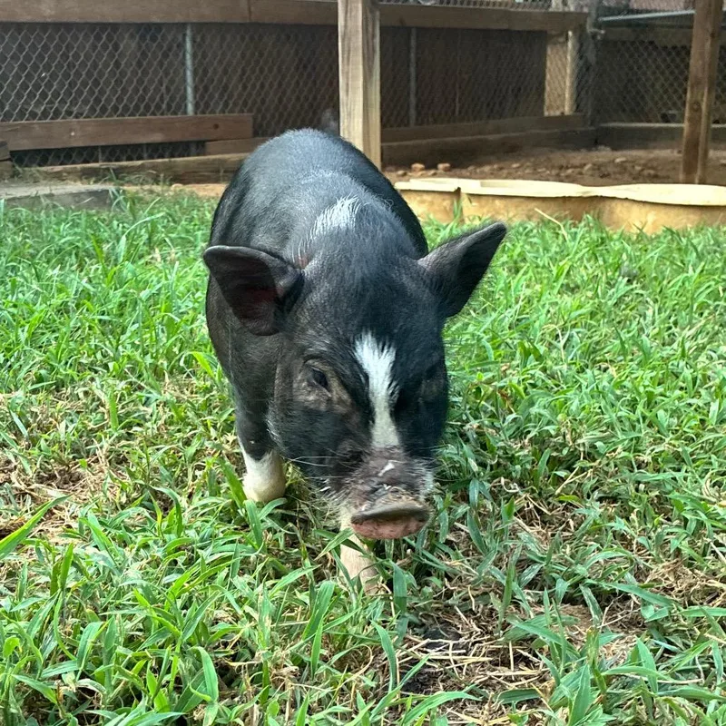 Albert Einswine thumbnail 2