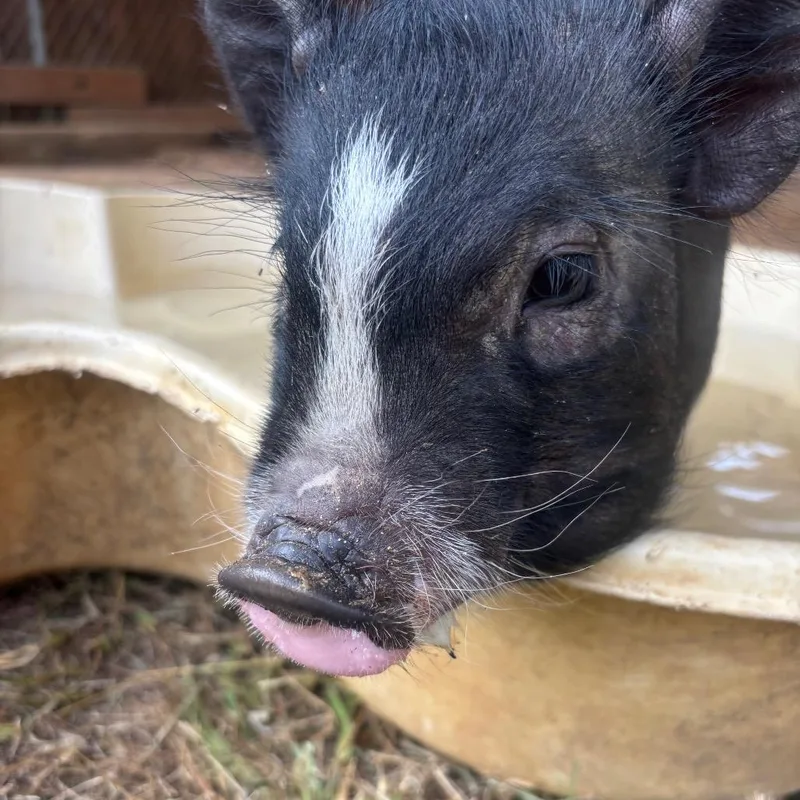 Albert Einswine thumbnail 3