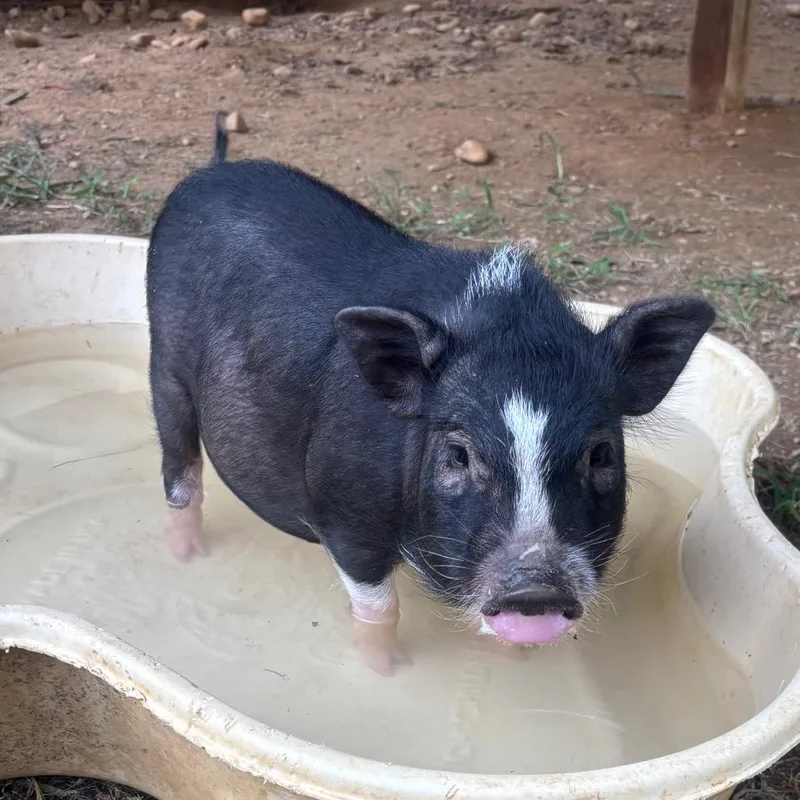 Albert Einswine thumbnail 4