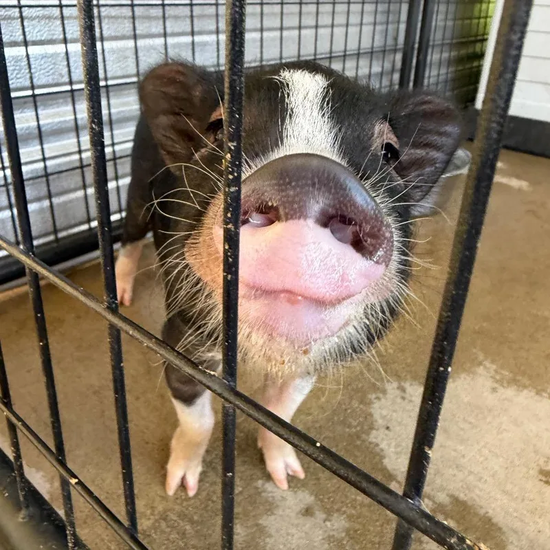 Albert Einswine thumbnail 5
