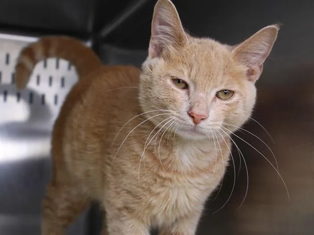 A baby small-sized male Domestic Short Hair cat named Tiger for adoption in Tallahassee, FL
