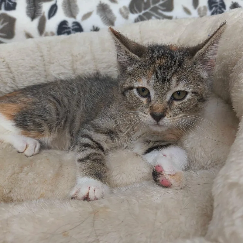 A baby small-sized female Torbie Domestic Short Hair cat named Blackfire for adoption in Deerfield, IL