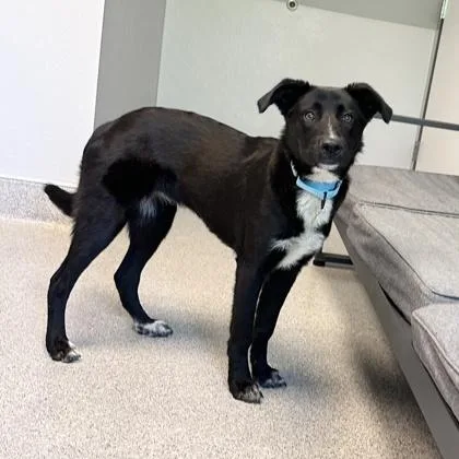 A young medium-sized female Black Mixed Breed dog named Sky for adoption in Lansing, MI