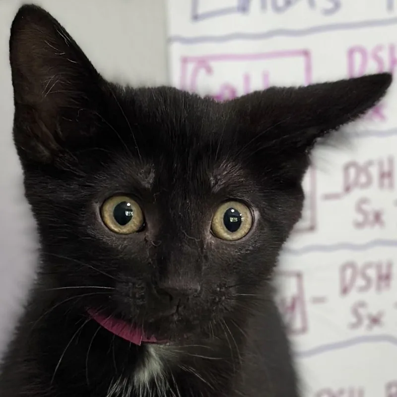 A baby medium-sized female Black Domestic Short Hair cat named Pepper for adoption in Victor, NY