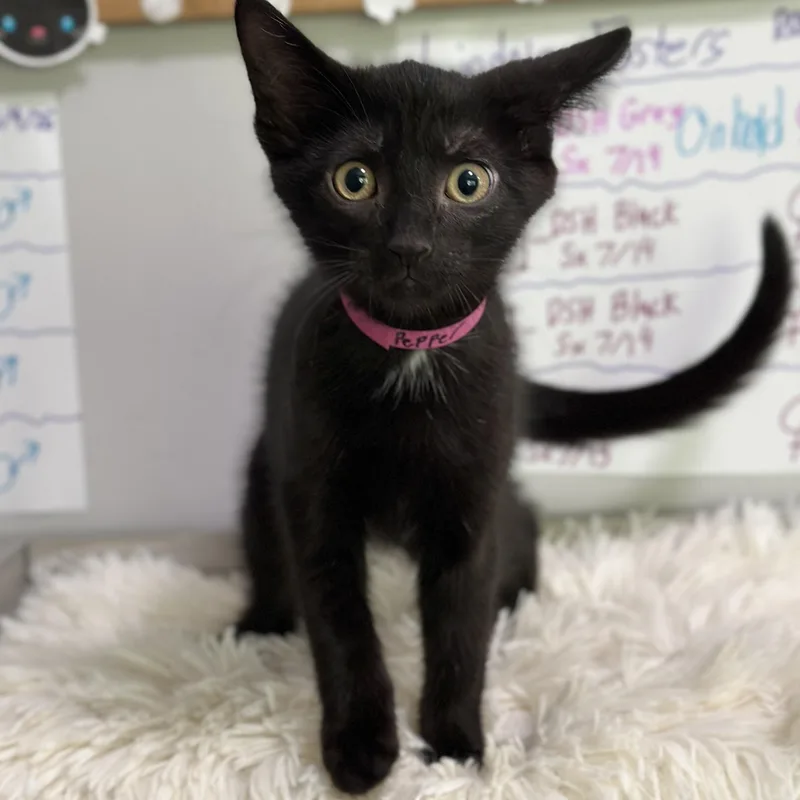 Pepper thumbnail 2