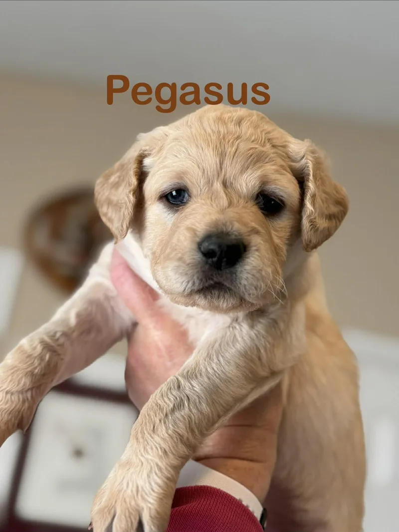A baby small-sized female Scottish Deerhound dog named Pegasus for adoption in St. Clair Shores, MI