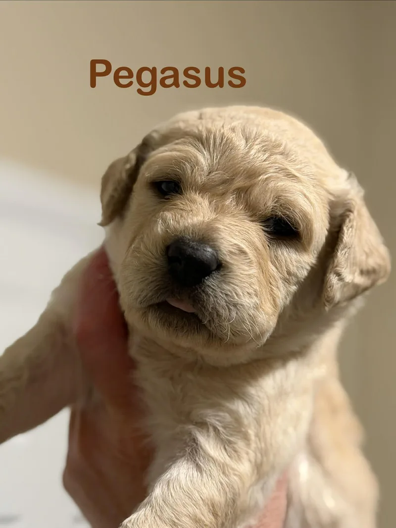 Pegasus thumbnail 2